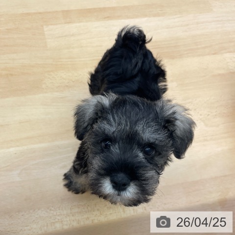 ミニチュア・シュナウザーの写真