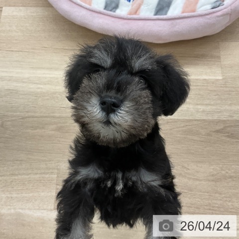 福岡県のミニチュアシュナウザー (ペットプラス 春日店/2026年2月18日生まれ/男の子/ブラックシルバー)の子犬の4枚目の画像