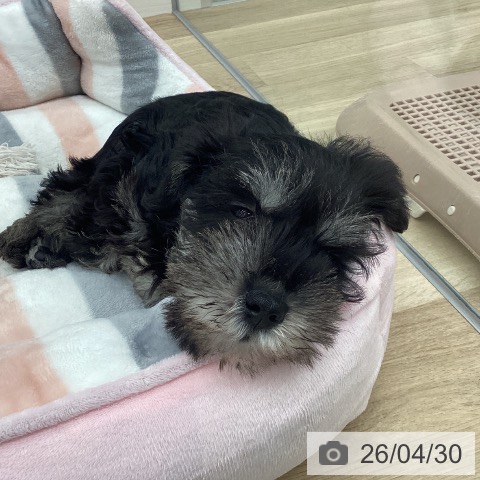 福岡県のミニチュアシュナウザー (ペットプラス 春日店/2026年2月18日生まれ/男の子/ブラックシルバー)の子犬の3枚目の画像