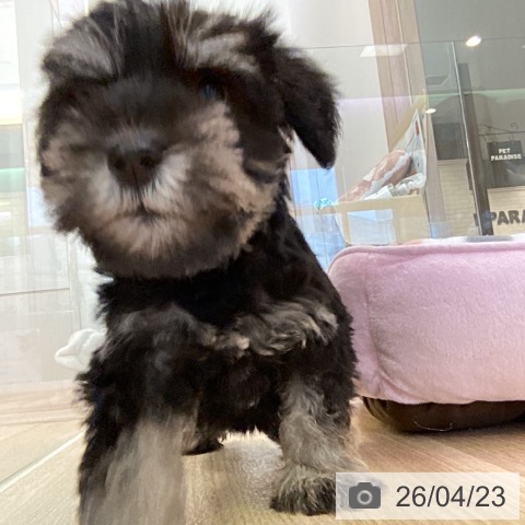 ミニチュア・シュナウザーの写真