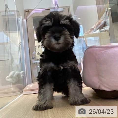 ミニチュア・シュナウザーの写真