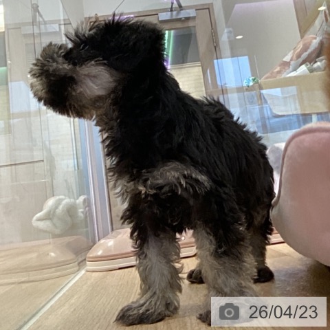 ミニチュア・シュナウザーの写真