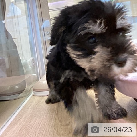 ミニチュア・シュナウザーの写真