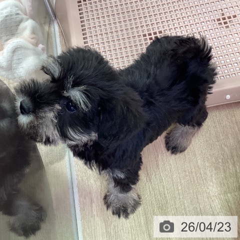 ミニチュア・シュナウザーの写真