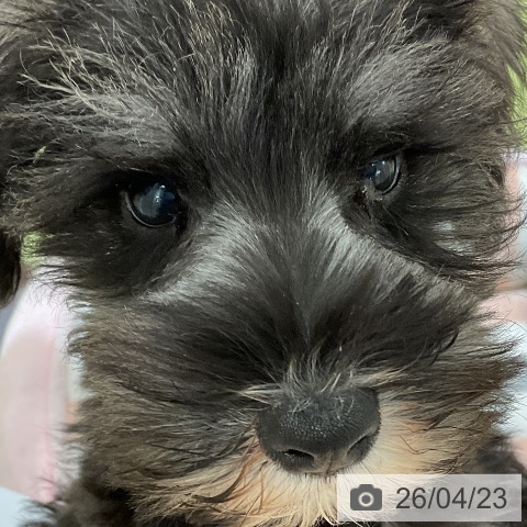 ミニチュア・シュナウザーの写真