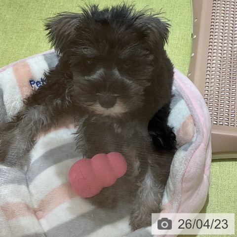 ミニチュア・シュナウザーの写真