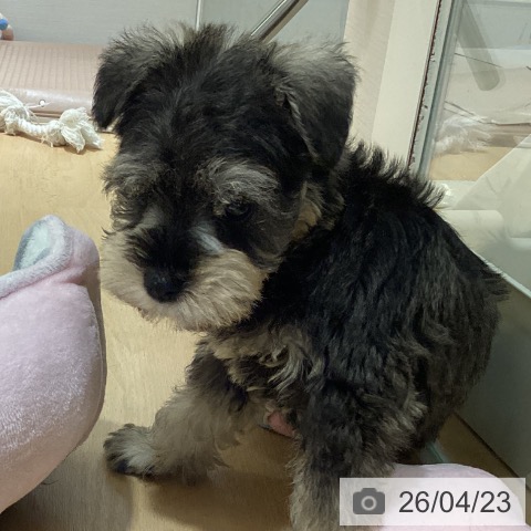 ミニチュア・シュナウザーの写真