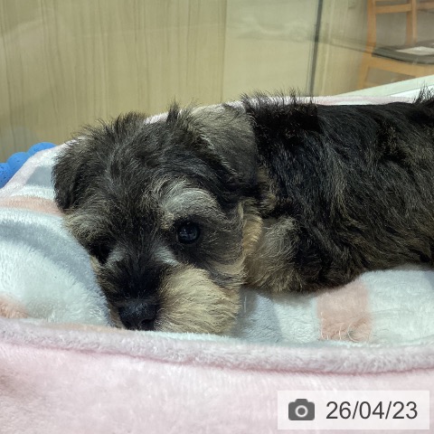 ミニチュア・シュナウザーの写真