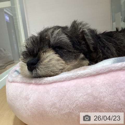 ミニチュア・シュナウザーの写真