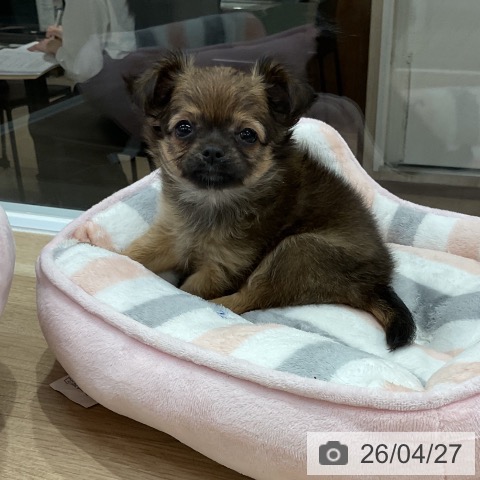 福岡県のチワワ(ロング) (ペットプラス 八幡東店/2026年2月20日生まれ/女の子/フォーンホワイト)の子犬の4枚目の画像