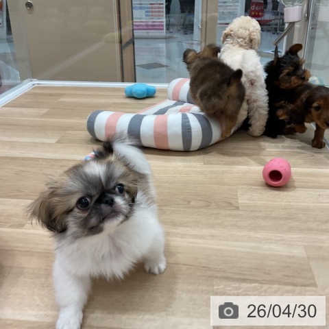 福岡県のチワワ(ロング) (ペットプラス 八幡東店/2026年2月20日生まれ/女の子/フォーンホワイト)の子犬の3枚目の画像