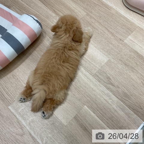 トイ・プードルの写真