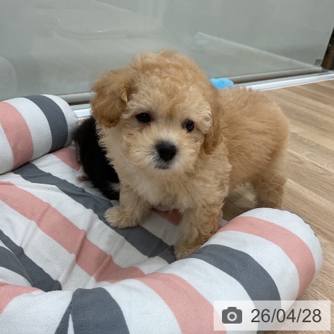 トイ・プードルの写真