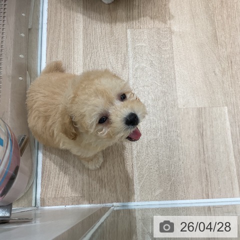 トイ・プードルの写真