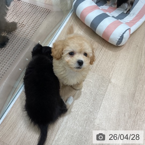 トイ・プードルの写真