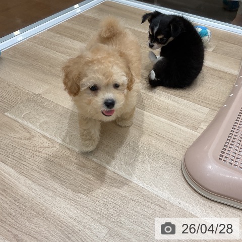 トイ・プードルの写真