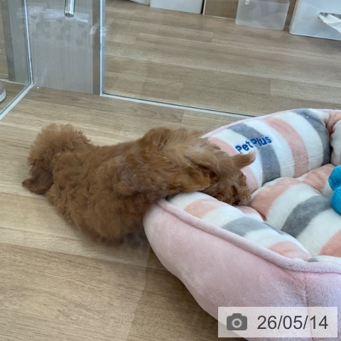 福岡県のトイプードル(トイ) (ペットプラス ららぽーと福岡店/2026年2月11日生まれ/女の子/アプリコット)の子犬の4枚目の画像