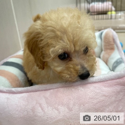 沖縄県のトイプードル(トイ) (ペットプラス 南風原店/2026年2月11日生まれ/女の子/アプリコット)の子犬の4枚目の画像