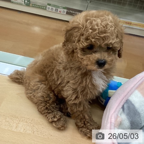 福岡県のトイプードル(トイ) (ペットプラス 黒崎店/2026年2月25日生まれ/男の子/アプリコット)の子犬の4枚目の画像