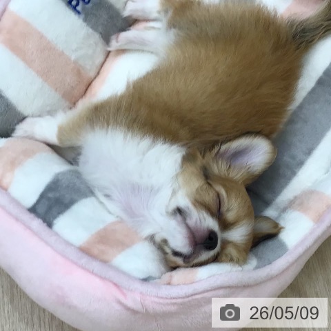 沖縄県のチワワ(ロング) (ペットプラス 沖縄ライカム店/2026年2月25日生まれ/男の子/フォーンホワイト)の子犬の3枚目の画像