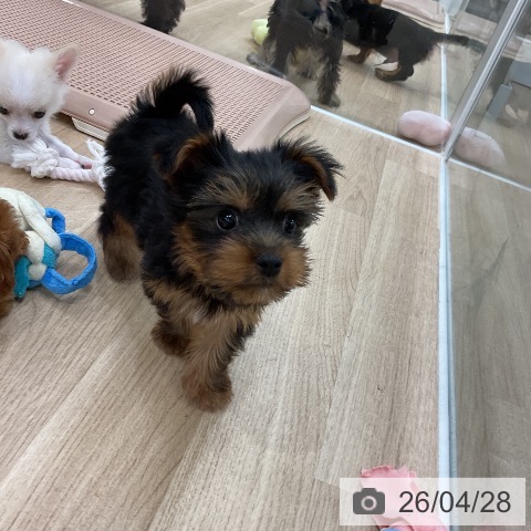 福岡県のヨークシャーテリア (ペットプラス 八幡東店/2026年2月23日生まれ/男の子/スチールブルータン)の子犬の4枚目の画像