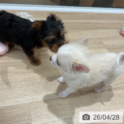 福岡県のヨークシャーテリア (ペットプラス 八幡東店/2026年2月23日生まれ/男の子/スチールブルータン)の子犬の3枚目の画像