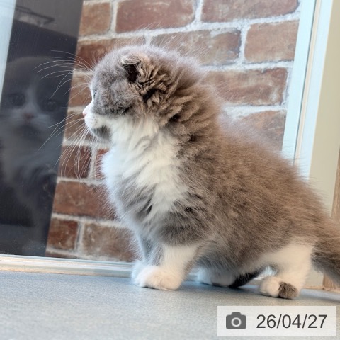 スコティッシュフォールドの写真