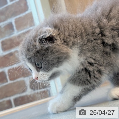 スコティッシュフォールドの写真