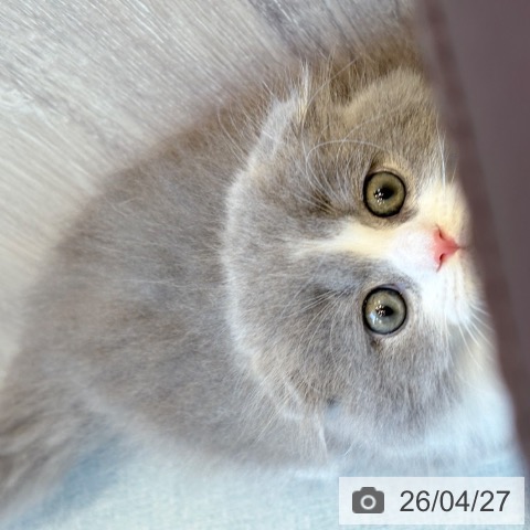 スコティッシュフォールドの写真