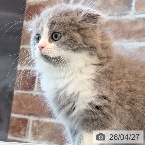 スコティッシュフォールドの写真