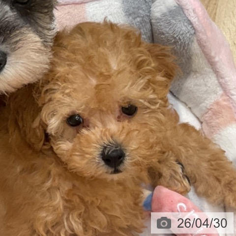 トイ・プードルの写真