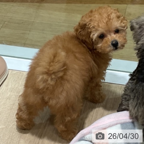 トイ・プードルの写真