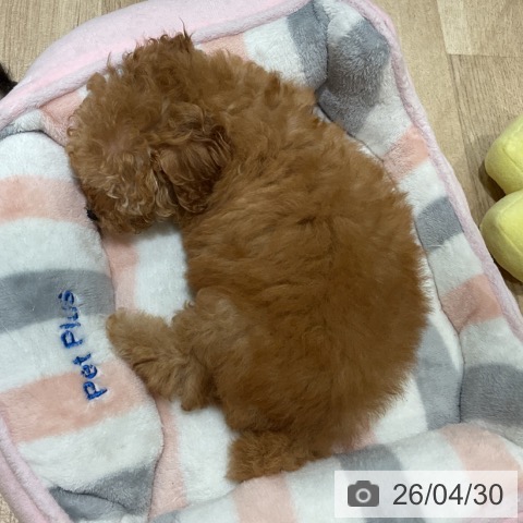 トイ・プードルの写真