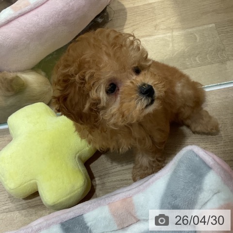 トイ・プードルの写真