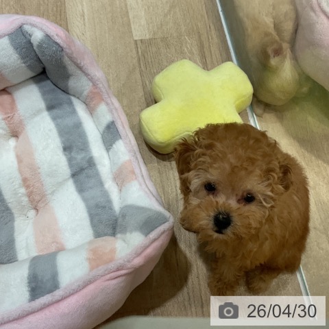 トイ・プードルの写真