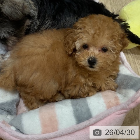 トイ・プードルの写真