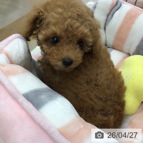 福岡県のトイプードル(トイ) (ペットプラス 福岡店/2026年2月23日生まれ/女の子/アプリコット)の子犬の4枚目の画像