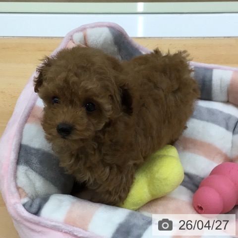 福岡県のトイプードル(トイ) (ペットプラス 福岡店/2026年2月23日生まれ/女の子/アプリコット)の子犬の3枚目の画像