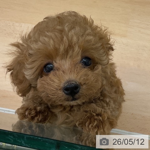 福岡県のトイプードル(トイ) (ペットプラス 福岡店/2026年2月23日生まれ/女の子/アプリコット)の子犬の3枚目の画像