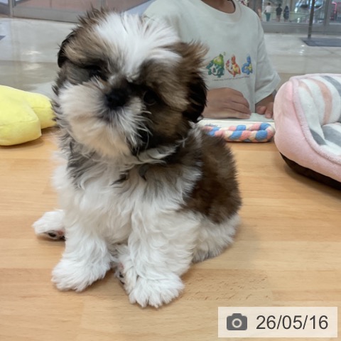 福岡県のシーズー (ペットプラス 福岡伊都店/2026年2月24日生まれ/男の子/ホワイトゴールド)の子犬の3枚目の画像