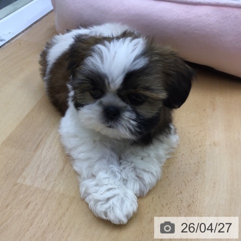 シー・ズーの写真