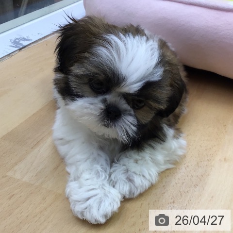 シー・ズーの写真