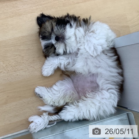 福岡県のシーズー (ペットプラス 福岡店/2026年2月24日生まれ/女の子/ホワイトゴールド)の子犬の3枚目の画像