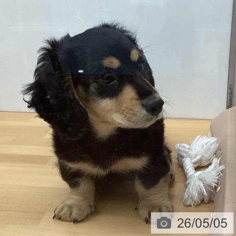 福岡県のミニチュアダックスフンド(ロング) (ペットプラス 黒崎店/2026年2月25日生まれ/男の子/ブラックイエロー)の子犬の4枚目の画像