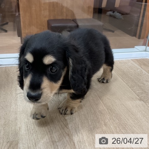 ミニチュア・ダックスフンドの写真