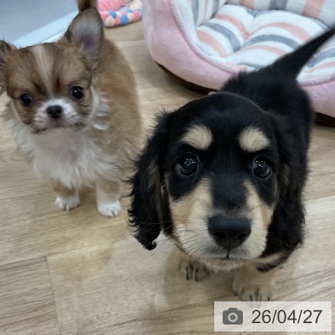 ミニチュア・ダックスフンドの写真