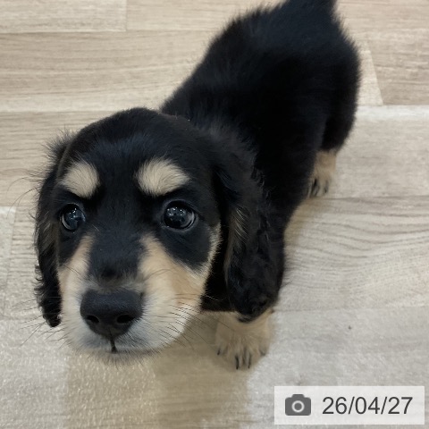 ミニチュア・ダックスフンドの写真