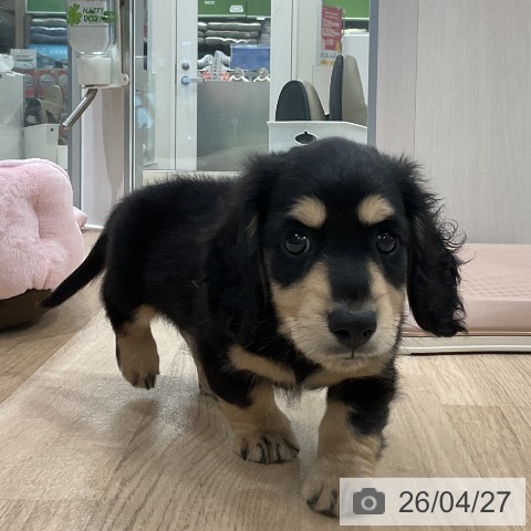 ミニチュア・ダックスフンドの写真