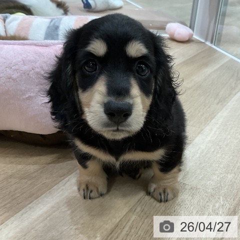 ミニチュア・ダックスフンドの写真