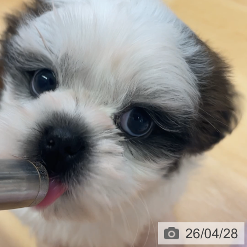 シー・ズーの写真